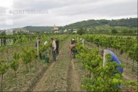 Weinlesen 59