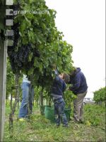 Weinlesen 61
