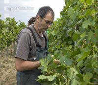 Weinlesen 63
