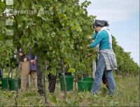 Weinlesen 68
