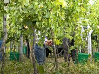 Weinlesen 70