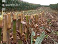 Corn silage harvest 15