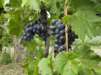 Weinlesen 72