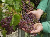 Weinlesen 73