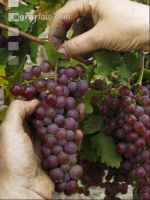 Weinlesen 74