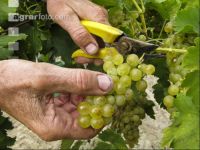 Weinlesen 75