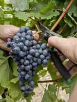 Weinlesen 77
