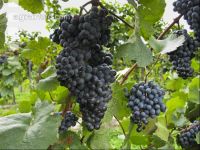 Weinlesen 78