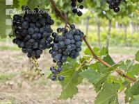 Weinlesen 79