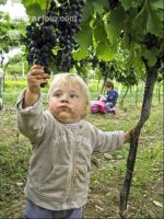 Weinlesen 81