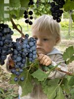 Weinlesen 85
