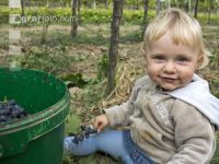 Weinlesen 59