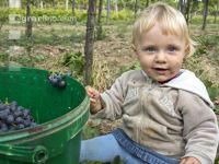 Weinlesen 90