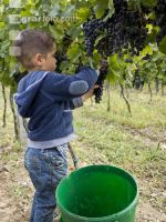 Weinlesen 92