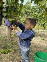 Weinlesen 93