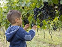 Weinlesen 94