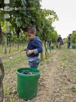 Weinlesen 95