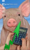 Mastschweine Preis 5