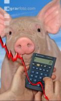 Mastschweine Preis 4