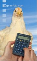 Masthähnchen Preis 5