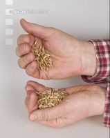 Einkorn 2
