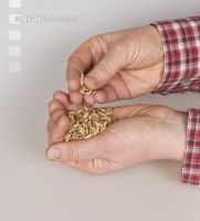 Einkorn 3