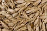 Einkorn 4