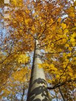 Buchen Herbsfärbung 1