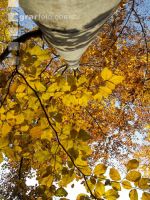 Buchen Herbsfärbung 2