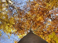 Buchen Herbsfärbung 3