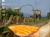 Corn silage harvest 2