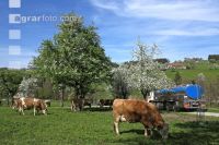 Milchabholung 73