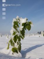 winterimpressionen 3
