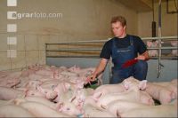 Ferkel beobachten J 6