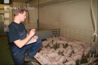 Ferkel beobachten J 1