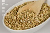 Quinoa 4