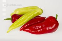 Paprika 13
