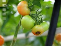 Tomaten Blütenendfäule 2