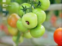 Tomaten Blütenendfäule 1