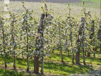Apfel Blüte 17
