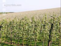 Apfel Blüte 16