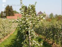 Apfel Blüte 15