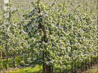 Apfel Blüte 14