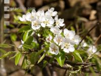 Birne Blüte 20