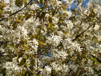 Felsenbirne Blüte 5