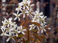 Felsenbirne Blüte 4