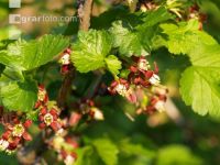 Jostabeere Blüte 2