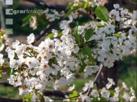 Kirsche Blüte 21