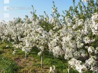 Kirsche Blüte 18