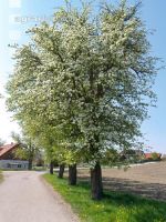 Mostbirne 2